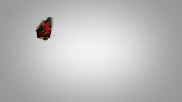 Peacock Butterfly Flies on a Green Background. Dos hermosas animaciones 3d. en la segunda la mariposa vuela no tan cerca de la cámara 4K Ultra HD 3840x2160. Busque más opciones en mi cartera — Vídeos de Stock