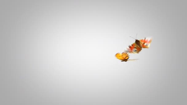 Hermosas mariposas vuelan juguetonamente sobre un fondo verde. Dos animaciones 3d. 4K Ultra HD 3840x2160. Busque más opciones en mi cartera — Vídeo de stock