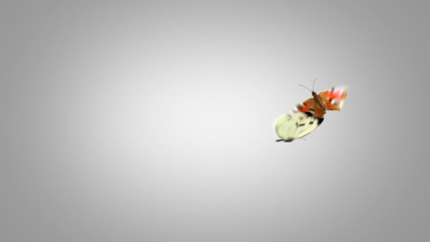 Schmetterlinge fliegen verspielt auf grünem Grund. zwei schöne 3D-Animationen. 4k ultra hd 3840x2160. Suche nach mehr Optionen in meinem Portfolio — Stockvideo