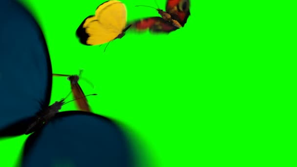 Papillons volent sur un fond vert. Deux belles animations 3D. 4K Ultra HD 3840x2160 