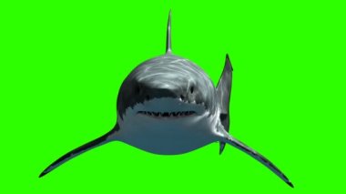 Büyük Beyaz Köpekbalığı Megalodon Yavaş Yavaş Yeşil Arka Plan Üzerinde Kameraya Yüzer