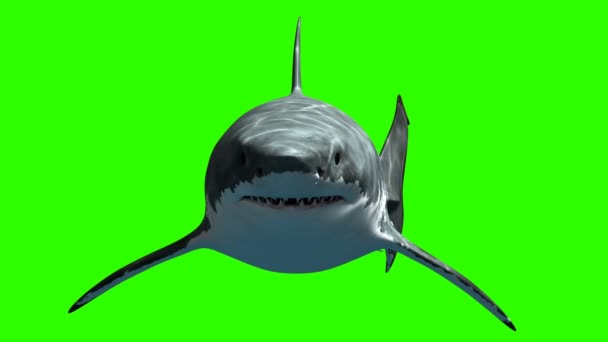 Большая белая акула Megalodon медленно плавает к камере на зеленом фоне — стоковое видео
