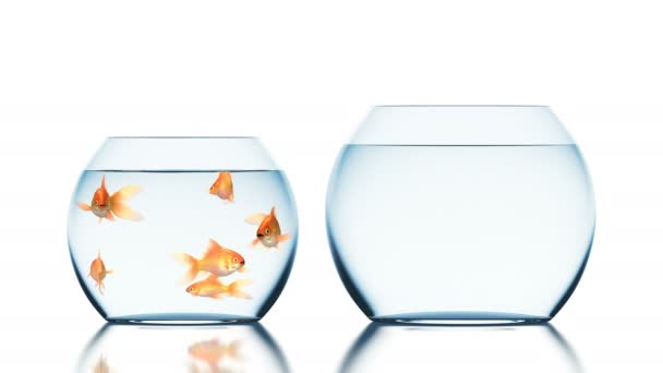 Brave Goldfish salta al acuario más grande y deshabitado, hermosa animación 3d sobre un fondo blanco con un reflejo borroso, 4K Ultra HD 3840x2160 — Vídeo de stock