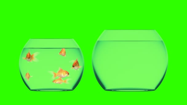 Goudvis springt in het grotere aquarium, prachtige 3D-animatie op een groene achtergrond, perfect voor het gebruik van uw achtergrond. 4k Ultra HD 3840x2160 — Stockvideo