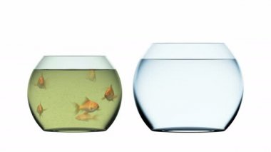 Goldfish Escapes Muddy and Overpopulated Aquarium, Version with Dust Particles in the Dirty Bowl. Beautiful 3d Animation, 4K