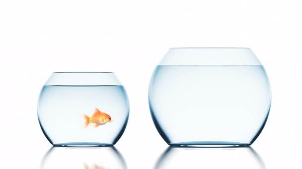Goldfish mejora las condiciones de vida Saltar a una pecera más grande, Hermosa animación 3d sobre un fondo blanco con un reflejo borroso, 4K Ultra HD 3840x2160 — Vídeo de stock