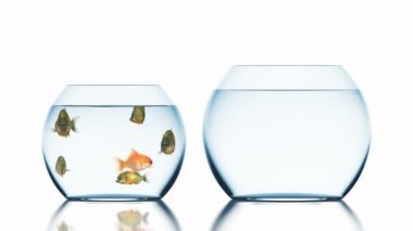 Japon Balığı Piranhas'dan Kaçar, Bulanık Yansımalı Beyaz Arka Planda Güzel Komik 3d Animasyon, 4k