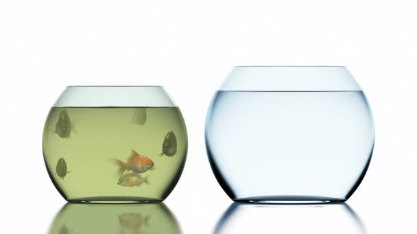 Goldfish escapa do aquário lamacento com piranhas, bela animação 3d engraçada em um fundo branco com uma reflexão turva, 4K Ultra HD 3840x2160 — Vídeo de Stock
