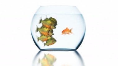 Goldfish Stunned Piranhas için bir şey söyler, Güzel Komik Kavramsal 3d Animasyon Bir Bulanık Yansıma ile Beyaz Arka Plan, 4k Ultra Hd 3840x2160 Dikişsiz Loop