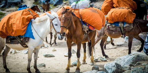 Paard Het Gebergte Peru — Stockfoto