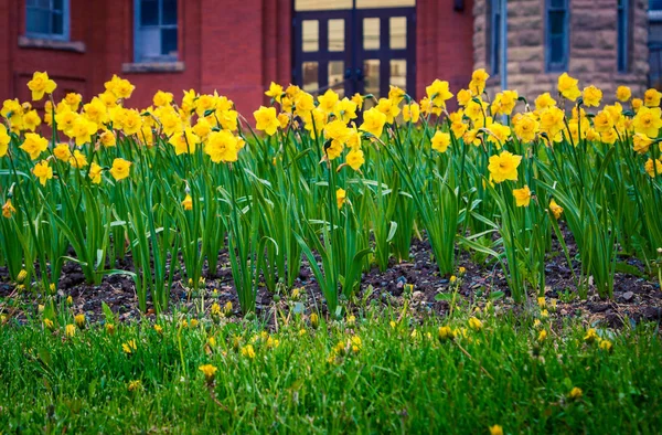 Tulips John Newfoundland — Stock Photo, Image