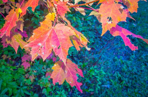 Pei で色をオンの葉 — ストック写真