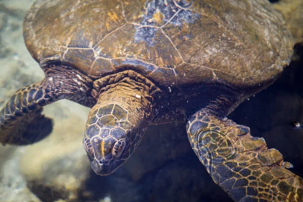 Meeresschildkröte Hilo Hawaii — Stockfoto