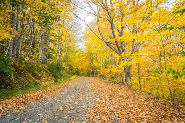 Štěrková Cesta Podzim Cape Breton — Stock fotografie