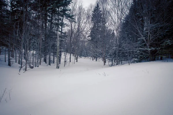 Scène Hivernale Dans Une Forêt — Photo