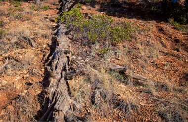 Düşmüş ağaç bryce kanyonu 