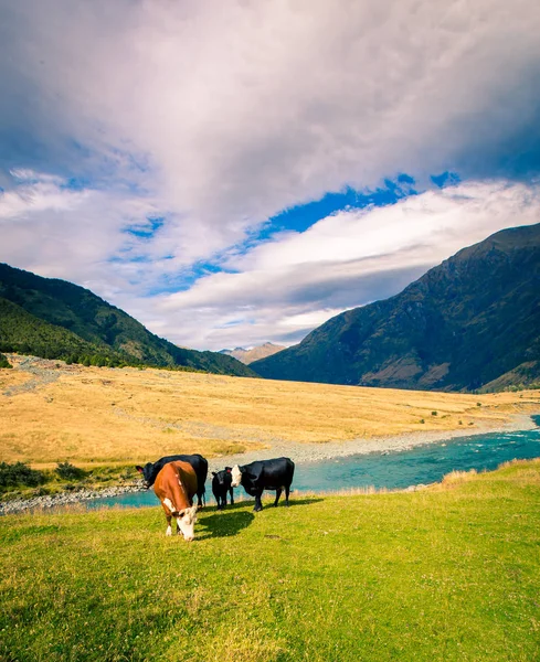 Cows Hiking Trail New Zealand — Stock Photo, Image