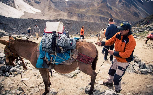 Pack Paard Het Andes Gebergte — Stockfoto