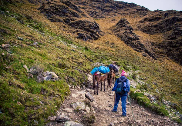 Packa Hästar Andes Fjällen — Stockfoto