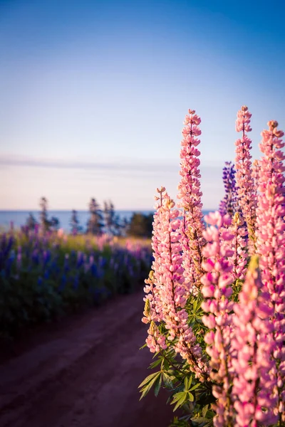 Färgglada Lupiner Prins Edward Island — Stockfoto