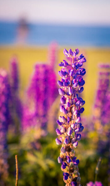 красочные люпины острова Принца Эдуарда
