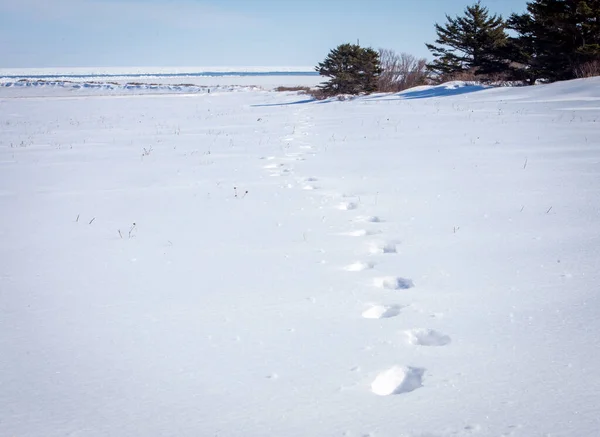 Empreintes Pas Dans Neige Île Prince Édouard — Photo