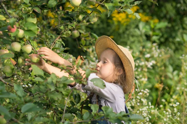 Flicka Skörda Äpplen Hösten Trädgårdsskötsel — Stockfoto