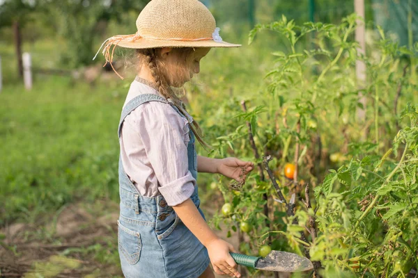 Girl Harvesting Tomato Fall Gardening — Stock Photo, Image