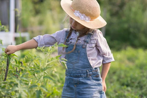 Chica Cosechando Tomate Durante Jardinería Otoño —  Fotos de Stock