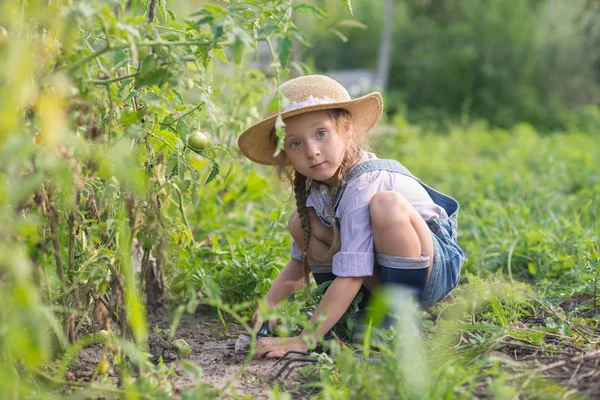 Chica Cosechando Tomate Durante Jardinería Otoño —  Fotos de Stock