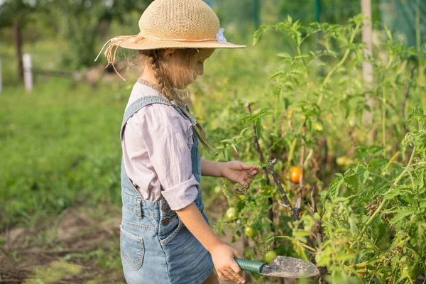 Menina Colher Tomate Durante Outono Jardinagem Fotografias De Stock Royalty-Free