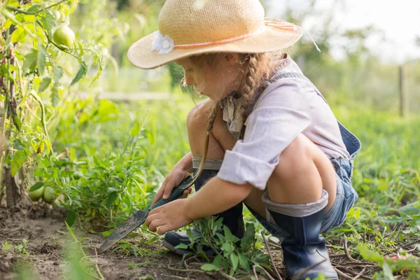 Menina Colher Tomate Durante Outono Jardinagem Imagens Royalty-Free