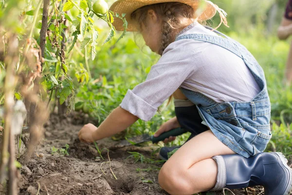 Menina Colher Tomate Durante Outono Jardinagem Fotografia De Stock