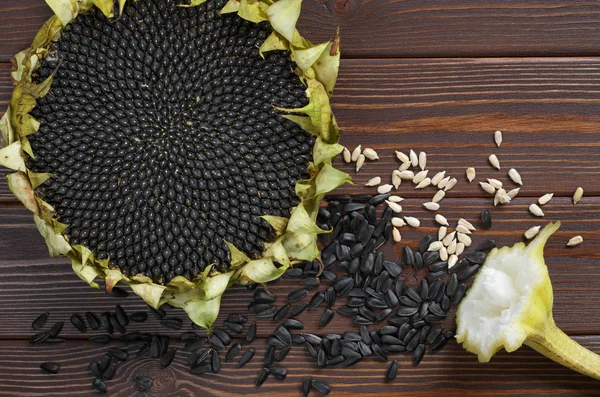 Sunflower and seeds — Stock Photo, Image