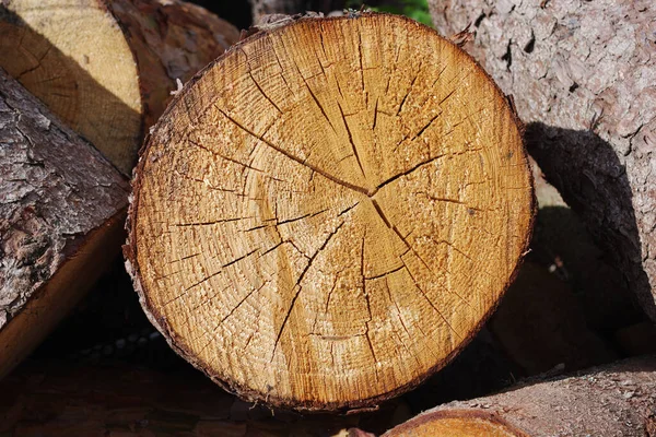 Primer Plano Madera Cortada Antecedentes Leña Seca — Foto de Stock