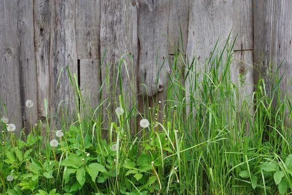 Background Old Fence Green Grass — Stock Photo, Image