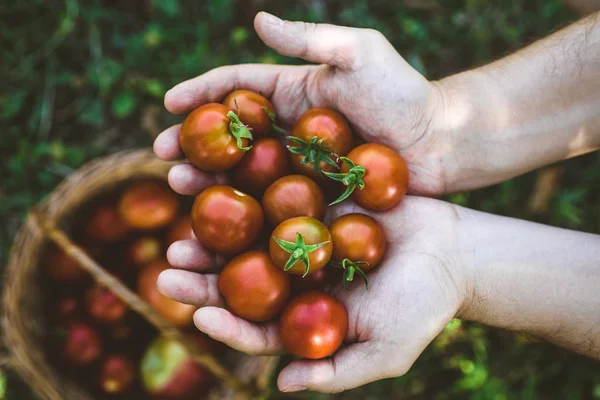 Raccolta Pomodori Mani Contadine Con Pomodori Appena Raccolti — Foto Stock