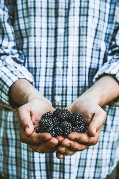 Fruta Orgânica Mãos Agricultores Com Frutas Recém Colhidas Amoras Pretas — Fotografia de Stock