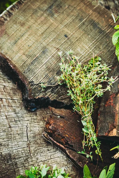 Ervas Frescas Ingredientes Culinários Ambiente Rústico — Fotografia de Stock