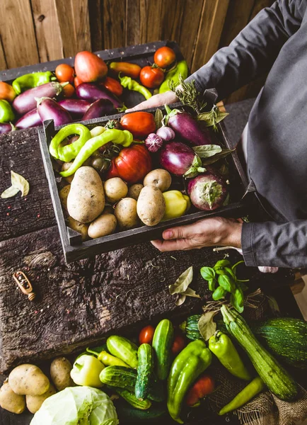 Legume Organice Fermierii Mâini Legume Proaspăt Recoltate Dovlecei Organici Proaspeți — Fotografie, imagine de stoc