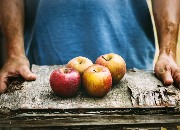 Frutas Legumes Orgânicos Mãos Agricultores Com Maçãs Recém Colhidas — Fotografia de Stock