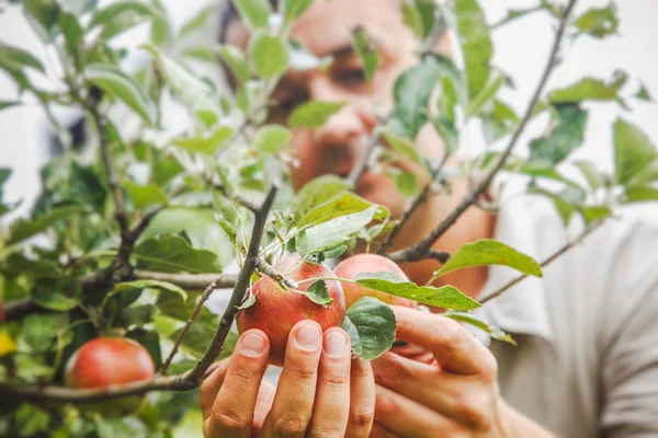 Apples Harvest Farmers Hands Apples Branch — Stock Photo, Image