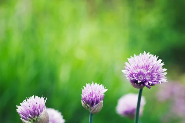 Taze Chives Renkli Arka Plan Üzerinde Çiçek Bahar Yaz Çiçek — Stok fotoğraf