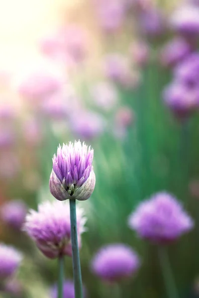 Färsk Gräslök Blomma Över Färgstarka Bakgrund Våren Eller Sommaren Floral — Stockfoto