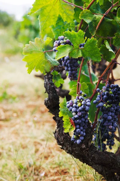 Natuur Achtergrond Met Wijngaard Herfst Oogst Rijpe Druiven Herfst — Stockfoto