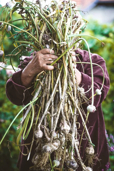 Summer Vegetable Garden Concept Gardener Harvesting Ripe Garlic — Stock Photo, Image