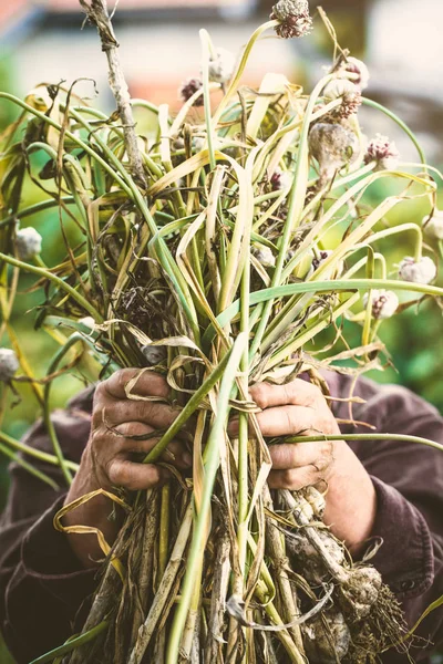 夏菜园理念与园丁收获成熟的大蒜 — 图库照片