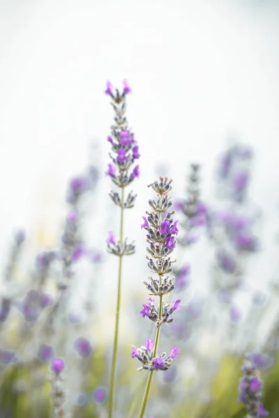 Virágos Háttér Levendula Virág Természet Napfény Gerendák Bokeh Háttér — Stock Fotó