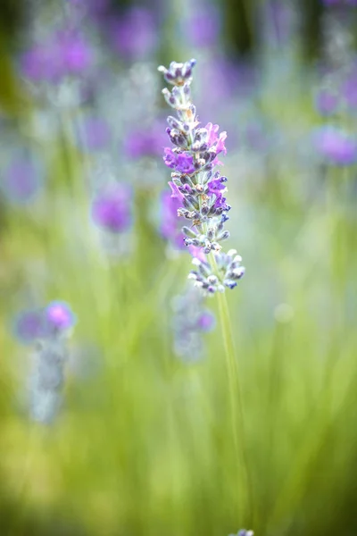 Floraler Hintergrund Lavendel Blüht Der Natur Mit Sonnenstrahlen Bokeh Hintergrund — Stockfoto