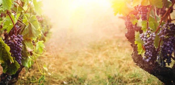 Natur Bakgrund Med Vineyard Höst Skörd Mogna Druvor Hösten — Stockfoto